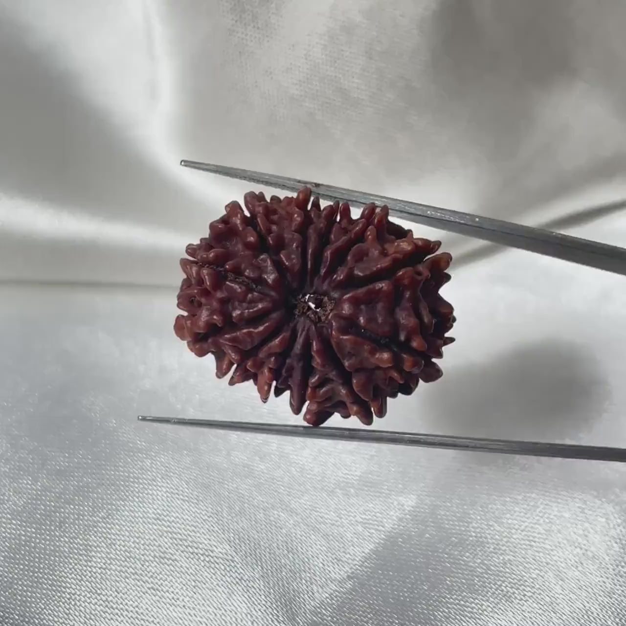 12 Mukhi Rudraksha (बारह मुखी रुद्राक्ष)