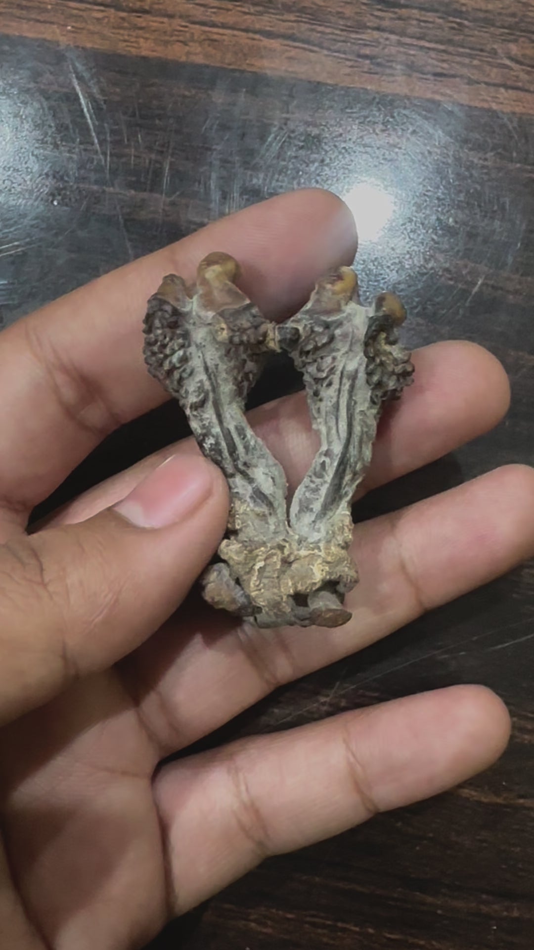 Hatha Jodi - Sacred Root for Protection, Prosperity &amp; Spiritual Energy
